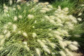 Pennisetum alopecuroides var. viridescens (Lampepoetsergras) - afbeelding 3