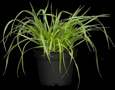 Pennisetum alopecuroides var. viridescens (Lampepoetsergras) - afbeelding 8