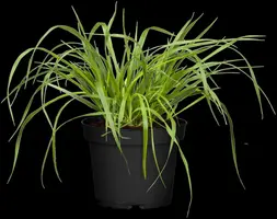 Pennisetum alopecuroides var. viridescens (Lampepoetsergras) - afbeelding 8