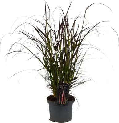 Pennisetum x advena 'summer samba' (Lampepoetsergras) 40cm - afbeelding 1