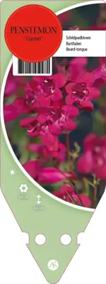 Penstemon Hybr. Garnet (Schildpadbloem) - afbeelding 1