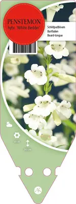 Penstemon Hybr. White Bedder (Schildpadbloem) - afbeelding 1