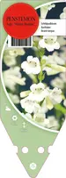 Penstemon Hybr. White Bedder (Schildpadbloem) - afbeelding 1