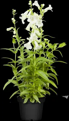 Penstemon Hybr. White Bedder (Schildpadbloem) - afbeelding 4