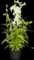 Penstemon Hybr. White Bedder (Schildpadbloem) - afbeelding 4