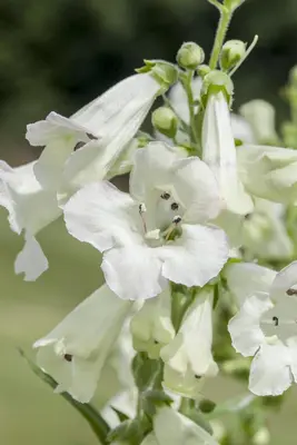 Penstemon Hybr. White Bedder (Schildpadbloem) - afbeelding 5