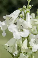 Penstemon Hybr. White Bedder (Schildpadbloem) - afbeelding 5