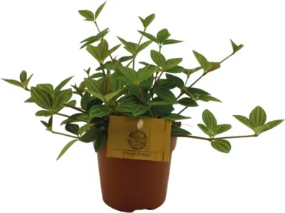 Peperomia angulata 'Rocca Vivace' 15cm - afbeelding 1