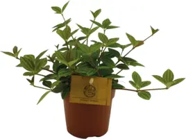Peperomia angulata 'Rocca Vivace' 15cm - afbeelding 1