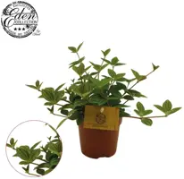 Peperomia angulata 'Rocca Vivace' 15cm - afbeelding 2