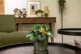 Peperomia argyreia (Zwanenkruid, Zwanenkroos, Rondo Venetiano plant) 25cm - afbeelding 2