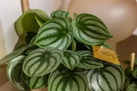 Peperomia argyreia (Zwanenkruid, Zwanenkroos, Rondo Venetiano plant) 25cm - afbeelding 3