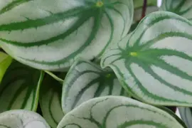 Peperomia argyreia (Zwanenkruid, Zwanenkroos, Rondo Venetiano plant) 25cm - afbeelding 4