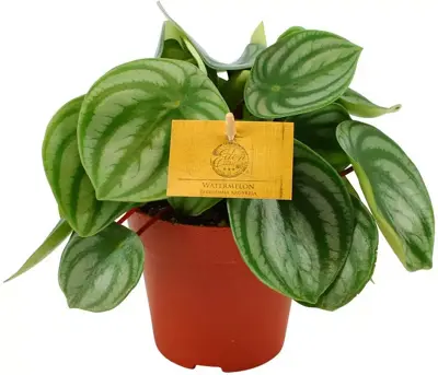 Peperomia argyreia (Zwanenkruid, Zwanenkroos, Rondo Venetiano plant) 25cm - afbeelding 1