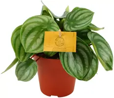 Peperomia argyreia (Zwanenkruid, Zwanenkroos, Rondo Venetiano plant) 25cm - afbeelding 1