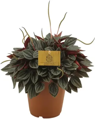 Peperomia caperata 'Santorini' (Rattestaartje) 25cm - afbeelding 1