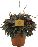 Peperomia caperata 'Santorini' (Rattestaartje) 25cm - afbeelding 1
