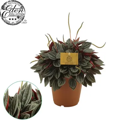 Peperomia caperata 'Santorini' (Rattestaartje) 25cm - afbeelding 2