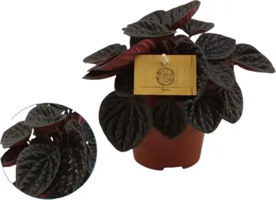 Peperomia 'Chocolat' (Zwanenkruid) 20cm - afbeelding 1