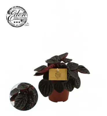 Peperomia 'Chocolat' (Zwanenkruid) 20cm - afbeelding 1