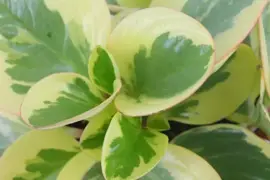 Peperomia Obtipan bicolor (Zwanenkruid, Zwanenkroos, Rondo Venetiano plant) 20cm - afbeelding 2