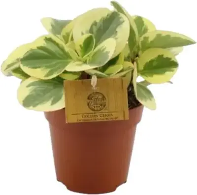 Peperomia Obtipan bicolor (Zwanenkruid, Zwanenkroos, Rondo Venetiano plant) 20cm - afbeelding 1