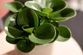 Peperomia obtusifolia (Krokodillentranenplant) 20cm - afbeelding 2