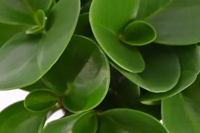 Peperomia obtusifolia (Krokodillentranenplant) 20cm - afbeelding 3