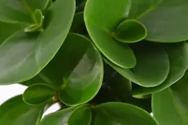 Peperomia obtusifolia (Krokodillentranenplant) 20cm - afbeelding 3