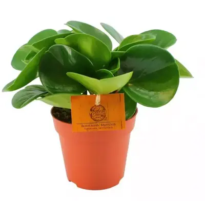 Peperomia obtusifolia (Krokodillentranenplant) 20cm - afbeelding 1