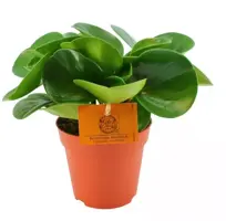 Peperomia obtusifolia (Krokodillentranenplant) 20cm - afbeelding 1