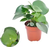 Peperomia 'Raindrop' (Dwergpeper) 20cm - afbeelding 1