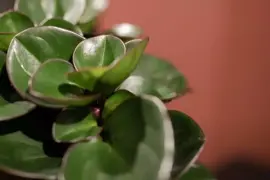 Peperomia 'Red burning bush' (Zwanenkruid, Zwanenkroos, Rondo Venetiano plant) 25cm - afbeelding 2