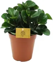 Peperomia 'Red burning bush' (Zwanenkruid, Zwanenkroos, Rondo Venetiano plant) 25cm - afbeelding 1