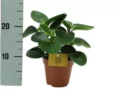 Peperomia red canyon (Zwanenkruid, Zwanenkroos, Rondo Venetiano plant) 20cm - afbeelding 2