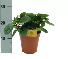 Peperomia 'Red canyon' (Zwanenkruid, Zwanenkroos, Rondo Venetiano plant) 25cm - afbeelding 1