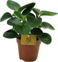 Peperomia red canyon (Zwanenkruid, Zwanenkroos, Rondo Venetiano plant) 20cm - afbeelding 1
