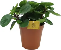 Peperomia 'Red canyon' (Zwanenkruid, Zwanenkroos, Rondo Venetiano plant) 25cm - afbeelding 1