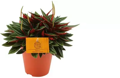 Peperomia rosso (Rattenstaartje) 20cm - afbeelding 1