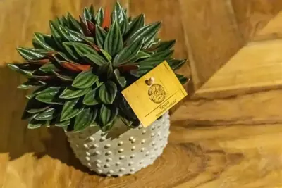 Peperomia rosso (Rattenstaartje) 20cm - afbeelding 3