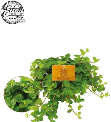 Peperomia rotundifolia, 10,5cm - afbeelding 1