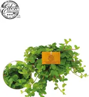 Peperomia rotundifolia, 10,5cm - afbeelding 1