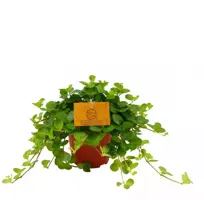 Peperomia rotundifolia (Zwanenkruid) 20cm - afbeelding 1