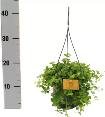 Peperomia rotundifolia (Zwanenkruid, Zwanenkroos, Rondo Venetiano plant) 25cm - afbeelding 2