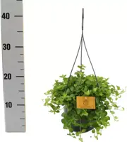 Peperomia rotundifolia (Zwanenkruid, Zwanenkroos, Rondo Venetiano plant) 25cm - afbeelding 2