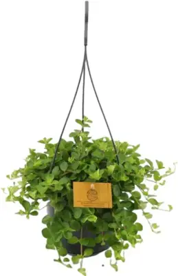 Peperomia rotundifolia (Zwanenkruid, Zwanenkroos, Rondo Venetiano plant) 25cm - afbeelding 1