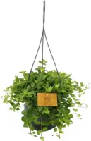 Peperomia rotundifolia (Zwanenkruid, Zwanenkroos, Rondo Venetiano plant) 25cm - afbeelding 1