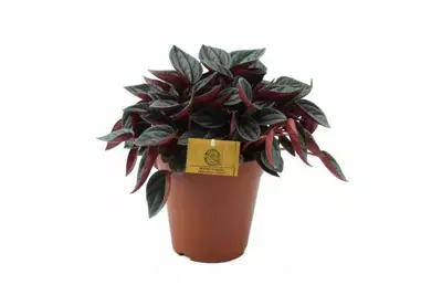 Peperomia Santorini (Zwanenkruid, Zwanenkroos, Rondo Venetiano plant) 20cm - afbeelding 1