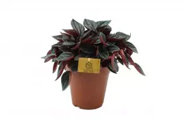 Peperomia Santorini (Zwanenkruid, Zwanenkroos, Rondo Venetiano plant) 20cm - afbeelding 1