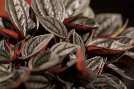 Peperomia Santorini (Zwanenkruid, Zwanenkroos, Rondo Venetiano plant) 20cm - afbeelding 2